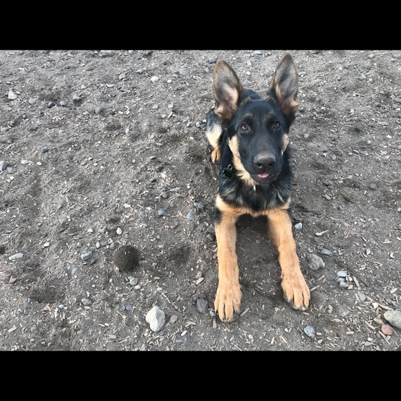 Meet your Posher, Ashley - Picture 1 of 1